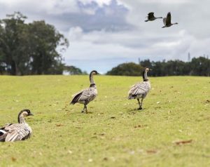 Princeville Makai Golf Club Geese Image